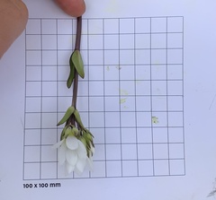 Gentianella corymbifera