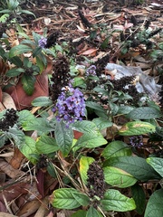 Heliotropium amplexicaule