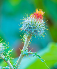 Cirsium subcoriaceum