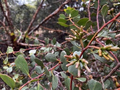 Eucalyptus utilis