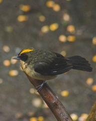 Trichothraupis melanops