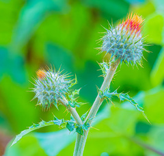 Cirsium subcoriaceum