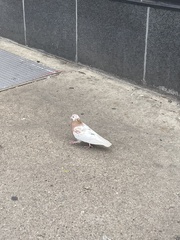 Columba livia