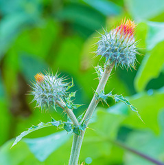 Cirsium subcoriaceum