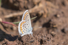 Plebejus melissa