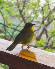 Orthogonys chloricterus