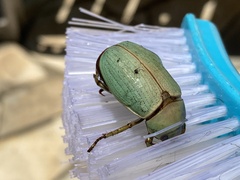 Pelidnota prasina