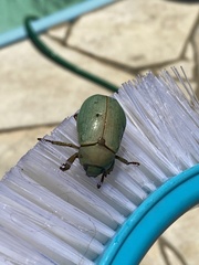 Pelidnota prasina