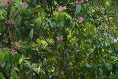 Palicourea lasiantha