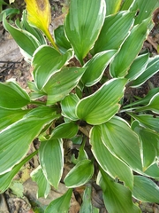 Hosta