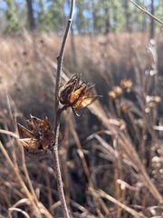 Hibiscus aculeatus