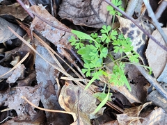 Erigenia bulbosa