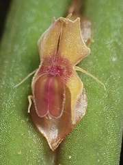 Lepanthes mucronata