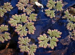 Azolla caroliniana