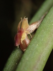 Lepanthes mucronata