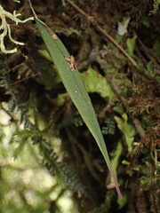 Lepanthes mucronata