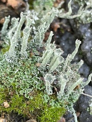 Cladonia chlorophaea