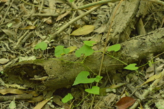 Aristolochia littoralis