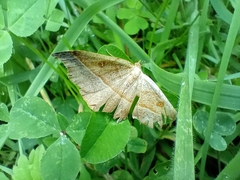 Sarisa muriferata