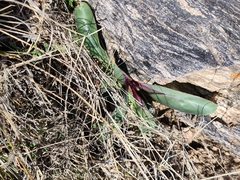 Penstemon parryi