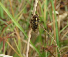 Kikihia southwestlandica