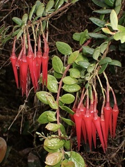 Ceratostema alatum