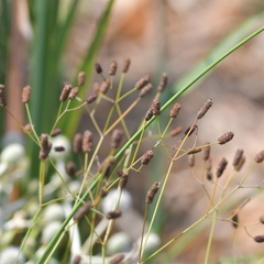 Eryngium ebracteatum