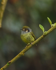 Myiornis auricularis