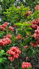 Mussaenda