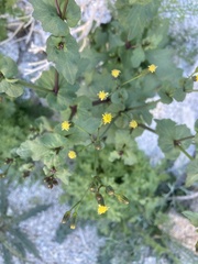 Senecio mohavensis