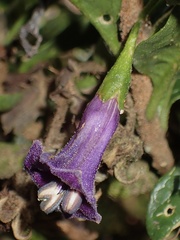 Iochroma