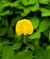 Arachis pintoi