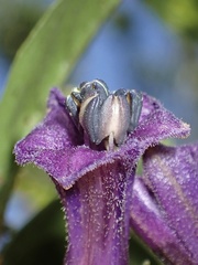 Iochroma