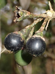 Iochroma