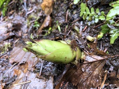 Lysichiton americanus