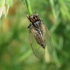 Kikihia southwestlandica
