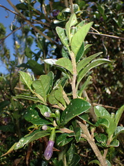 Iochroma