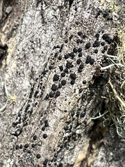 Rinodina