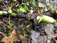 Lysichiton americanus