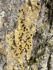 Rinodina