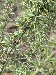 Conradina brevifolia
