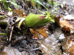 Lysichiton americanus