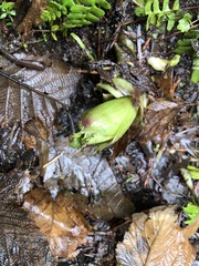 Lysichiton americanus