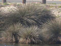 Juncus acutus leopoldii