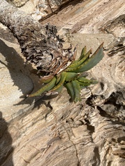 Asphodeloideae