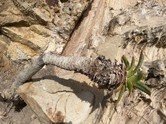 Asphodeloideae