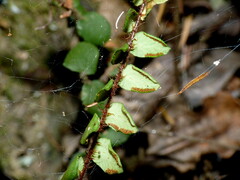 Pellaea rotundifolia