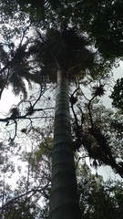 Ceroxylon