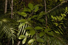 Pseudopanax colensoi