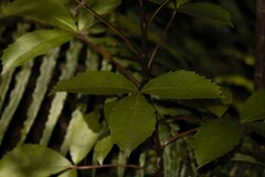 Pseudopanax colensoi